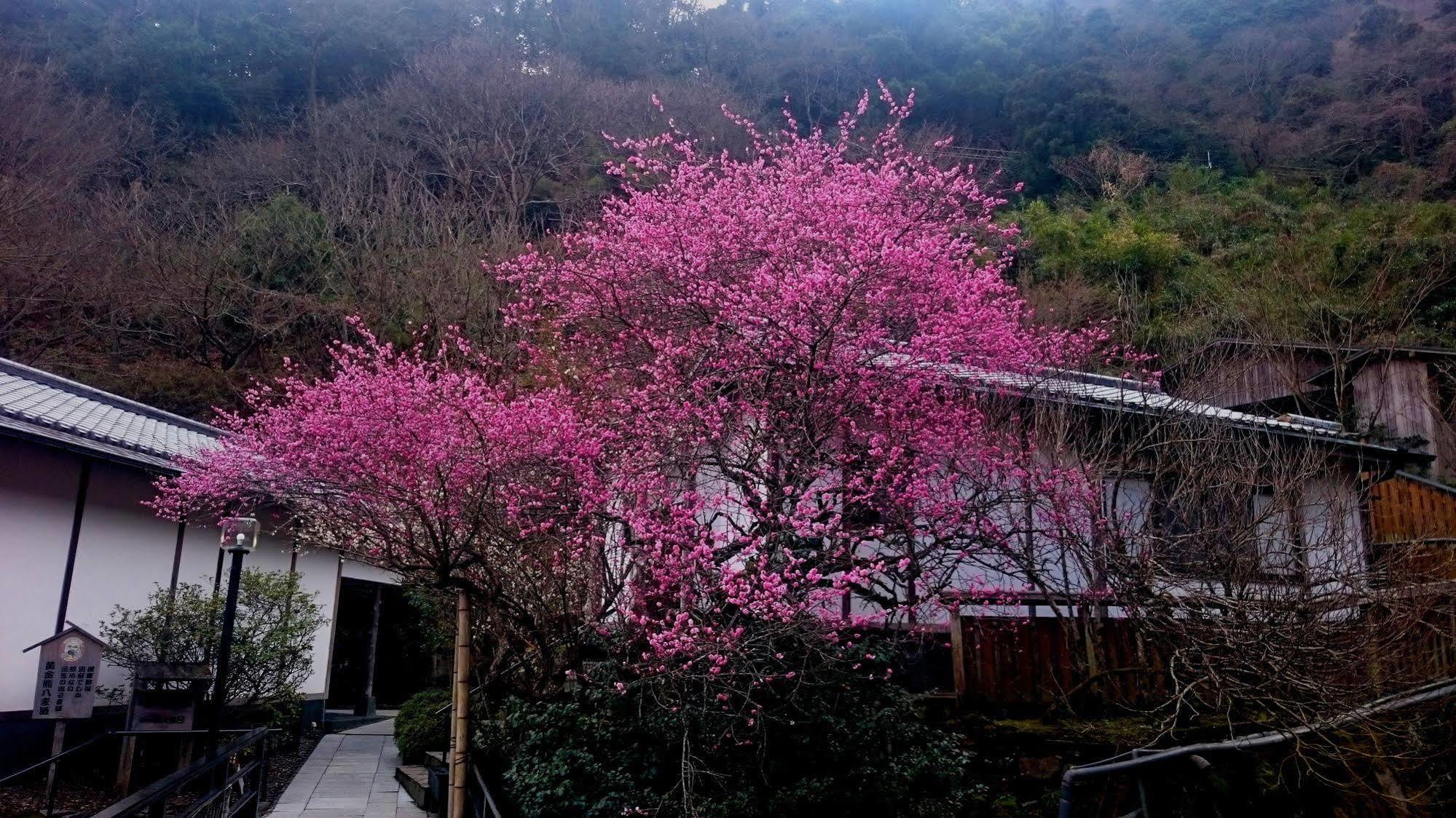 Beppu Showaen Extérieur photo
